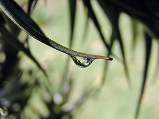 Image showing Raindrops