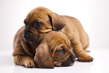 Image showing Puppies amstaff,dachshund