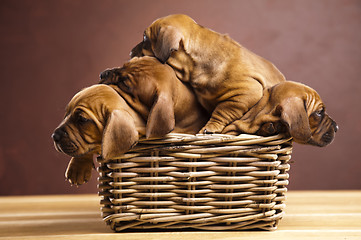Image showing Puppies, wicker basket 