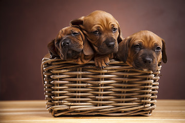 Image showing Puppies, wicker basket 