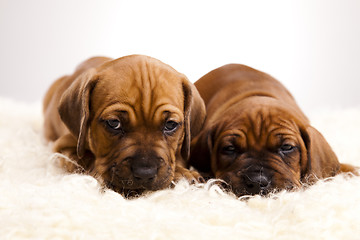 Image showing Baby dogs