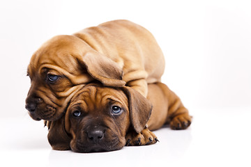 Image showing Puppies amstaff,dachshund