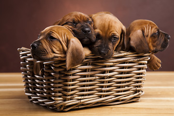 Image showing Puppies, wicker basket 