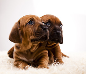 Image showing Puppies amstaff,dachshund