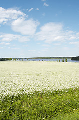 Image showing cumin field