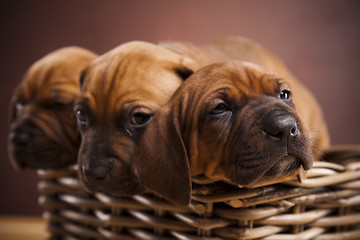 Image showing Puppies, wicker basket 