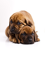 Image showing Puppies amstaff,dachshund