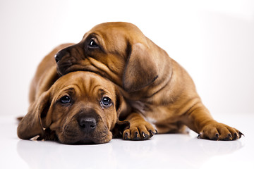 Image showing Baby dogs