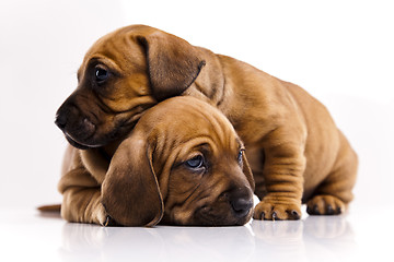 Image showing Puppies amstaff,dachshund