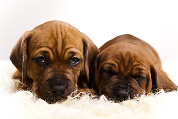 Image showing Puppies amstaff,dachshund