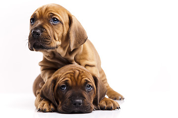 Image showing Puppies amstaff,dachshund