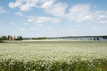 Image showing cumin field