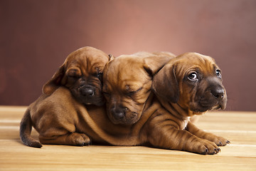 Image showing Puppies amstaff,dachshund