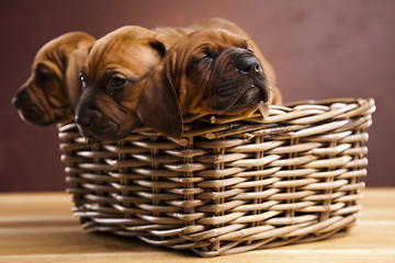 Image showing Puppies, wicker basket 