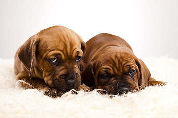 Image showing Sleepy Puppy