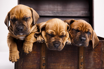 Image showing Puppies amstaff,dachshund