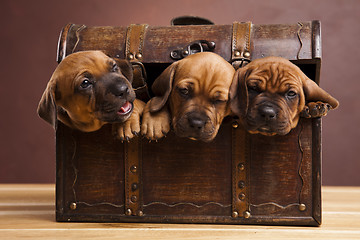 Image showing Puppies amstaff,dachshund