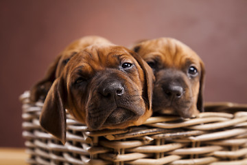 Image showing Puppies, wicker basket 