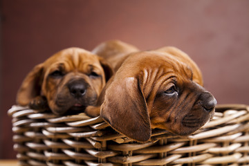 Image showing Puppies, wicker basket 