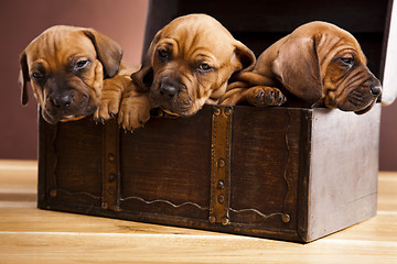 Image showing Puppies amstaff,dachshund