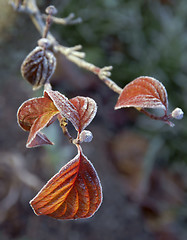 Image showing Frosty branch