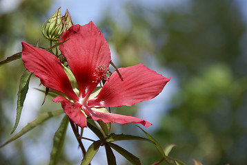 Image showing Hibiscus