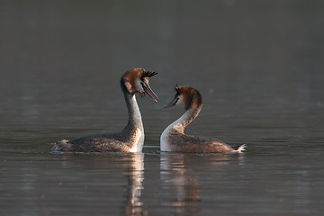 Image showing Great crested grebes courting