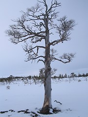 Image showing Winter