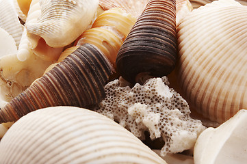 Image showing shells