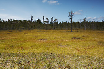 Image showing Swamp