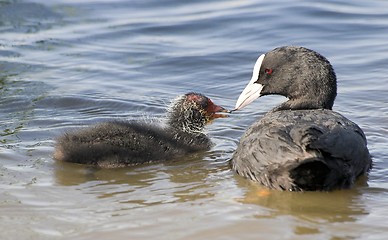 Image showing Common Coot