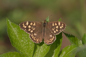 Image showing Speckled wood butterfly