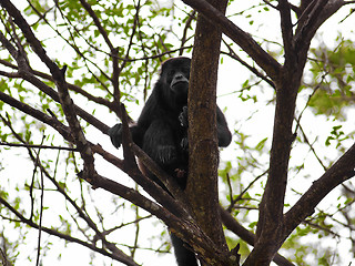 Image showing A Howler monkey