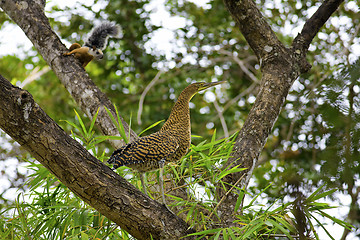 Image showing Juvenile Heron and Squirrel