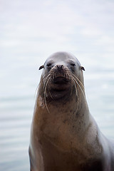 Image showing Sea lion portrait