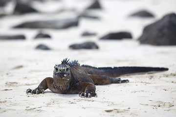 Image showing Galapagos marine Iguana