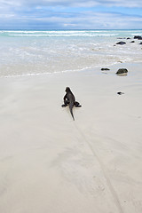 Image showing Galapagos marine Iguana