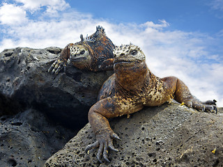 Image showing Galapagos marine Iguanas