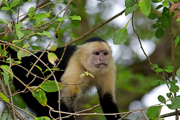 Image showing White faced Capuchin