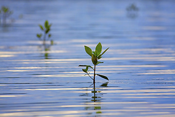 Image showing Mangrove seedlings sunset