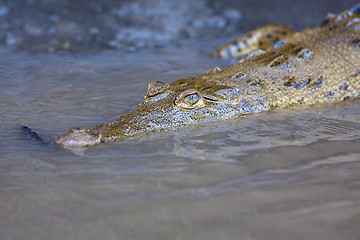 Image showing Baby Crocodile in the water