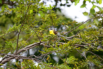 Image showing Yellow flycatcher bird