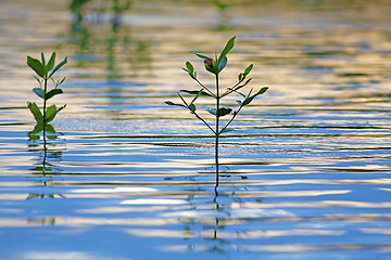 Image showing Mangrove seedlings sunset