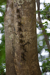 Image showing Long nosed bats