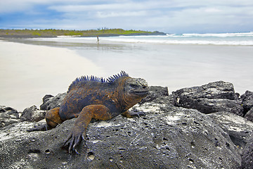 Image showing Galapagos marine Iguana