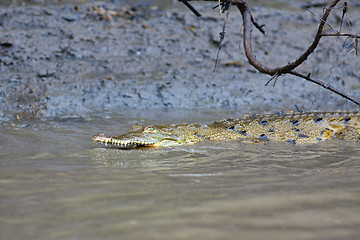 Image showing Baby Crocodile in the water