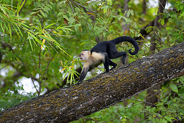 Image showing White faced Capuchin