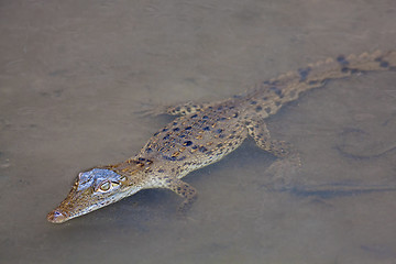 Image showing Baby Crocodile in the water