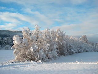 Image showing Frozen trees