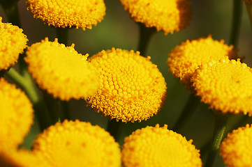 Image showing Flower texture